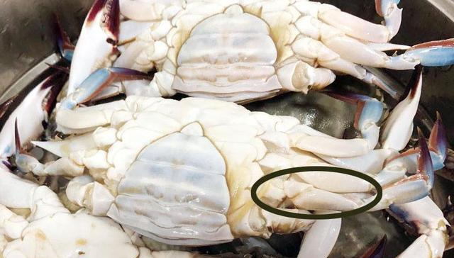 买梭子蟹,一定说出“这句话”,老板一听是懂行的,准拿肥蟹给你休闲区蓝鸢梦想 - Www.slyday.coM 买梭子蟹,一定说出“这句话”,老板一听是懂行的,准拿肥蟹给你休闲区蓝鸢梦想 - Www.slyday.coM