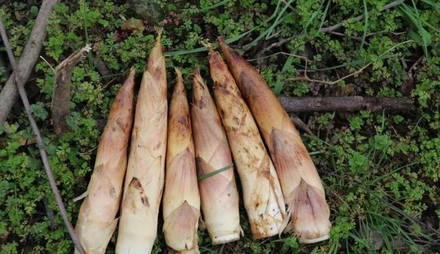 竹笋怎么保存（竹笋怎么保存新鲜竹笋怎么保存）