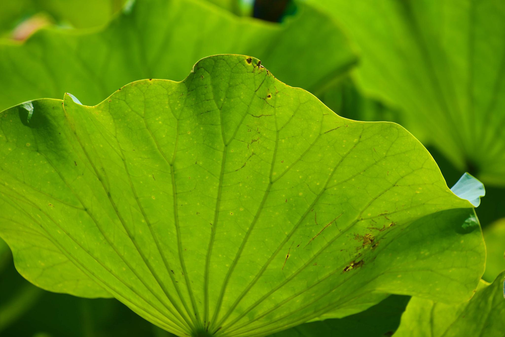 翠绿的荷叶原创拍摄