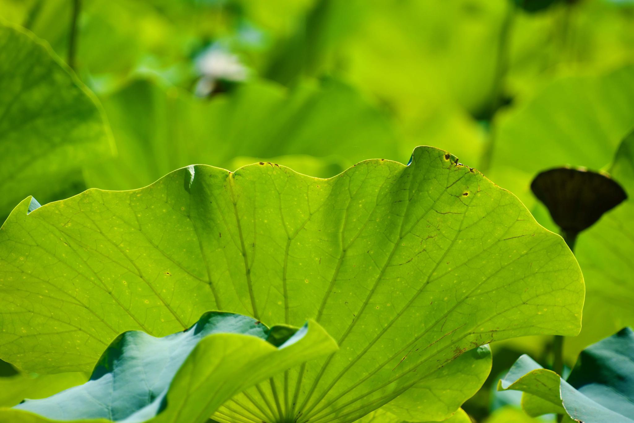 翠绿的荷叶原创拍摄