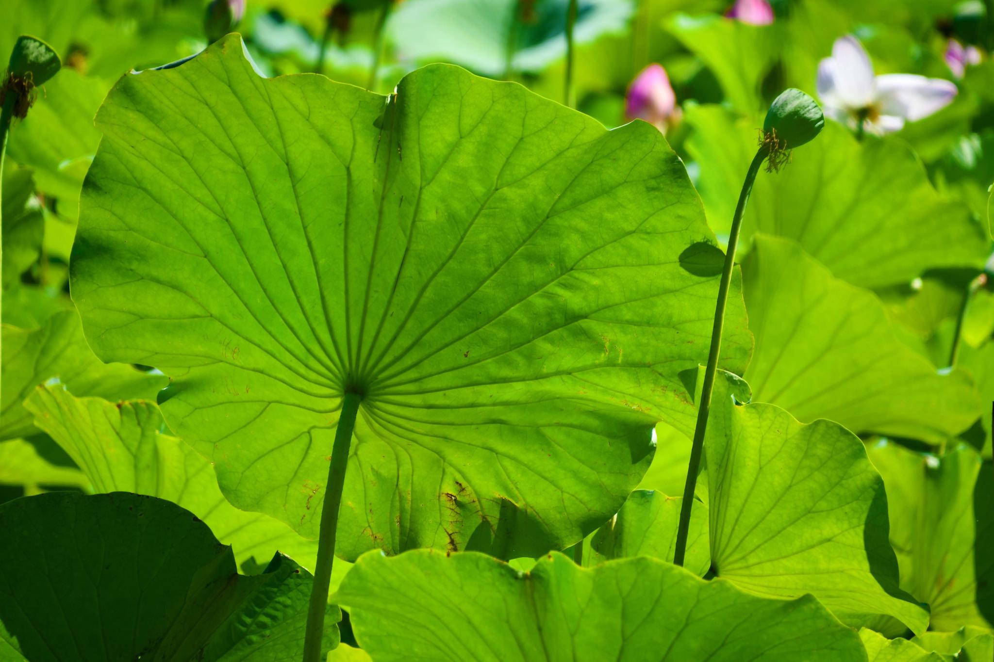 翠绿的荷叶原创拍摄