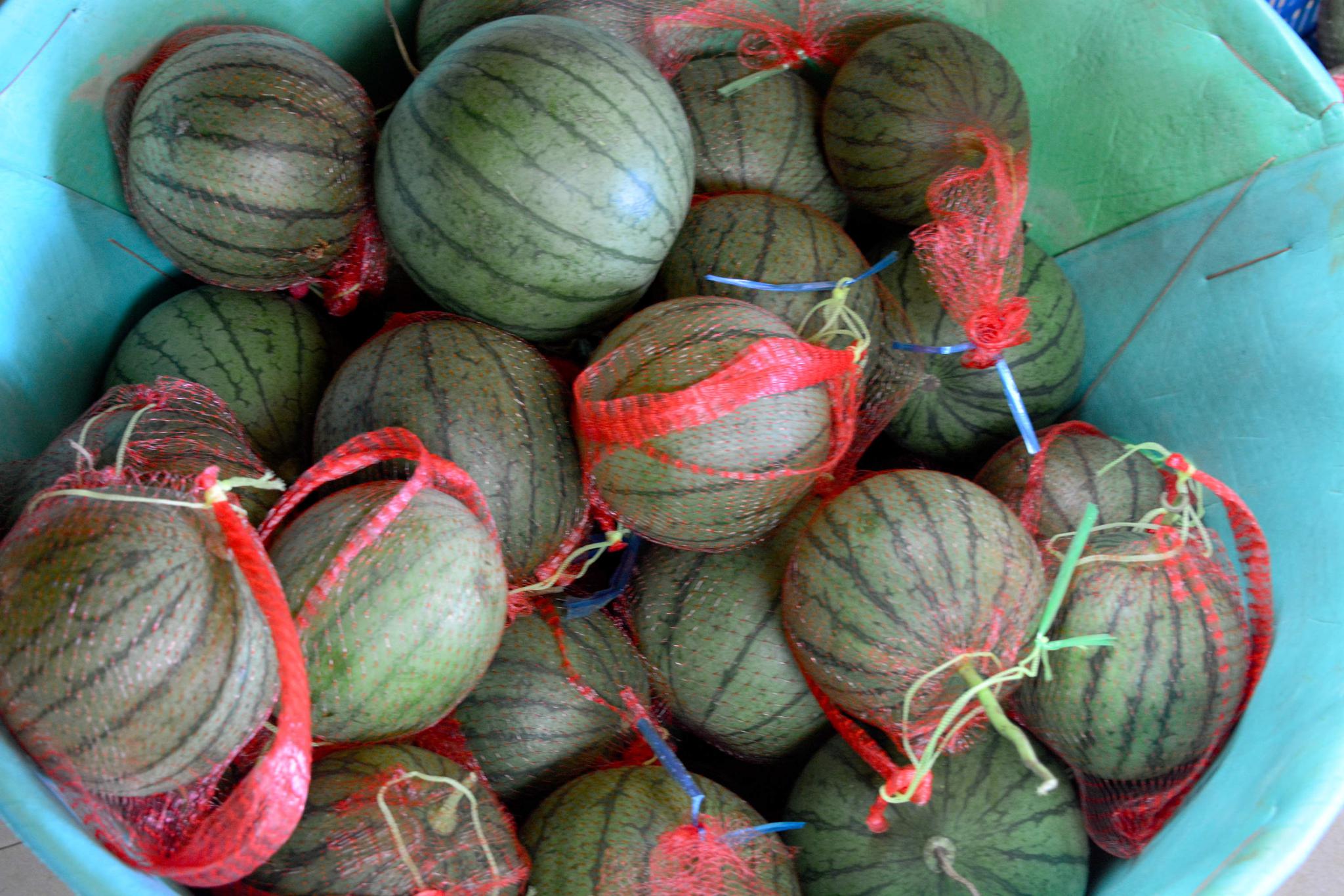 鸿翔家庭农场彩虹西瓜冰激凌西瓜成熟啦锡东新城安镇街道