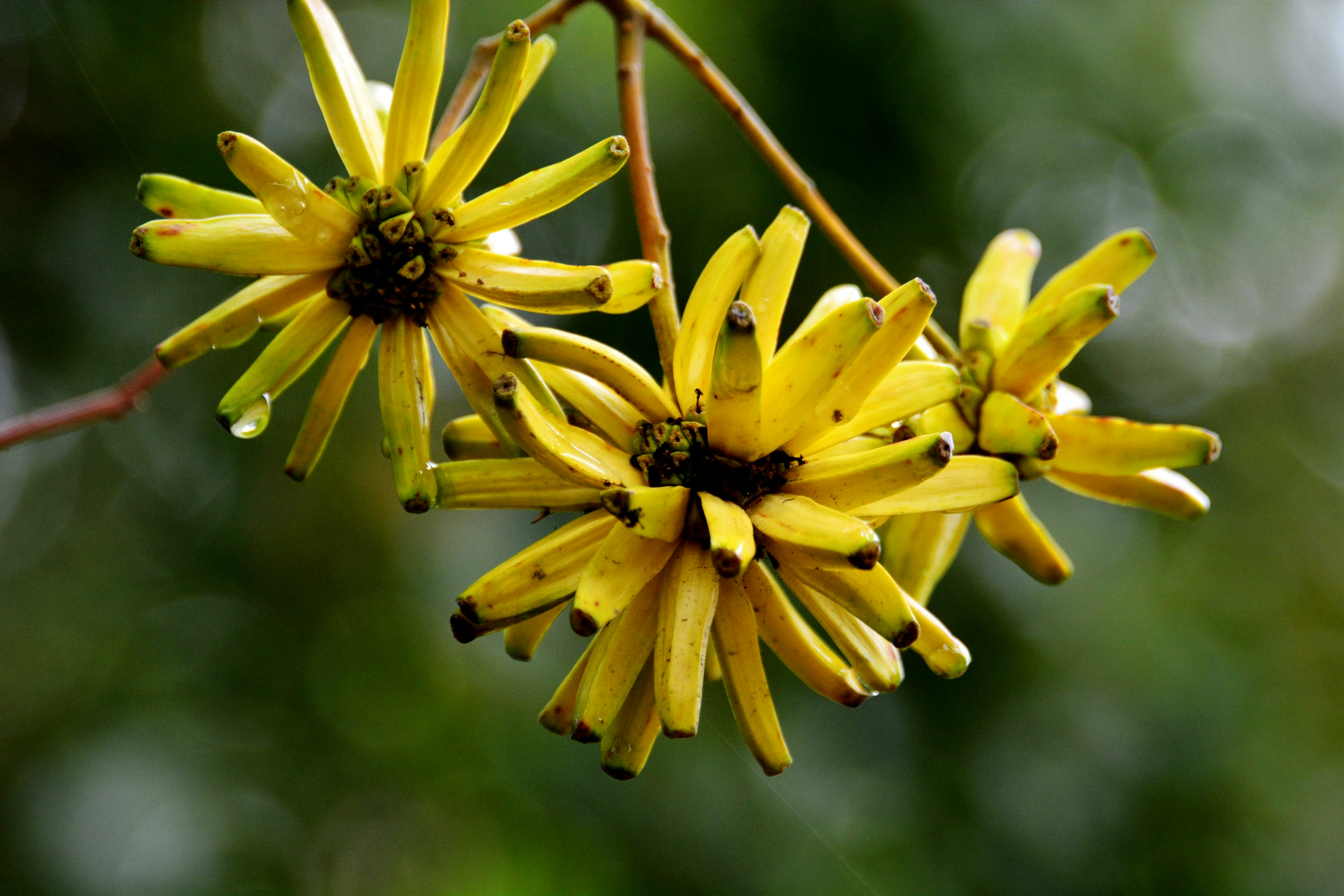 喜树果秋天成熟喜树有绿化观赏价值还是非常有价值的中药