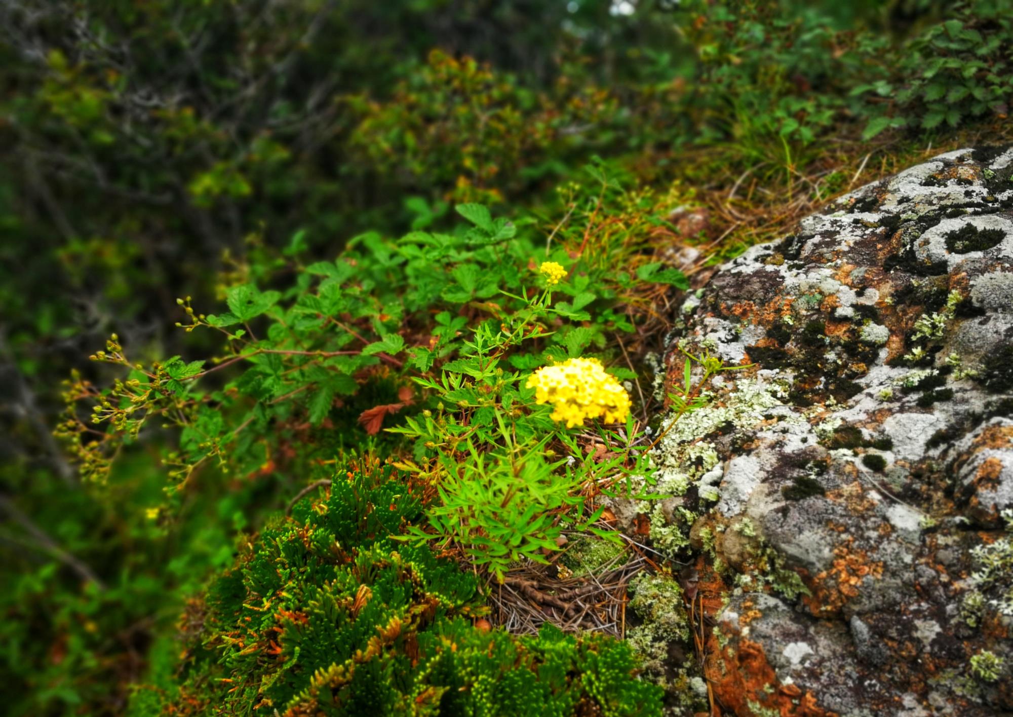 吉林延边龙井天宝山风景：秋天的败酱花在山崖间绽放