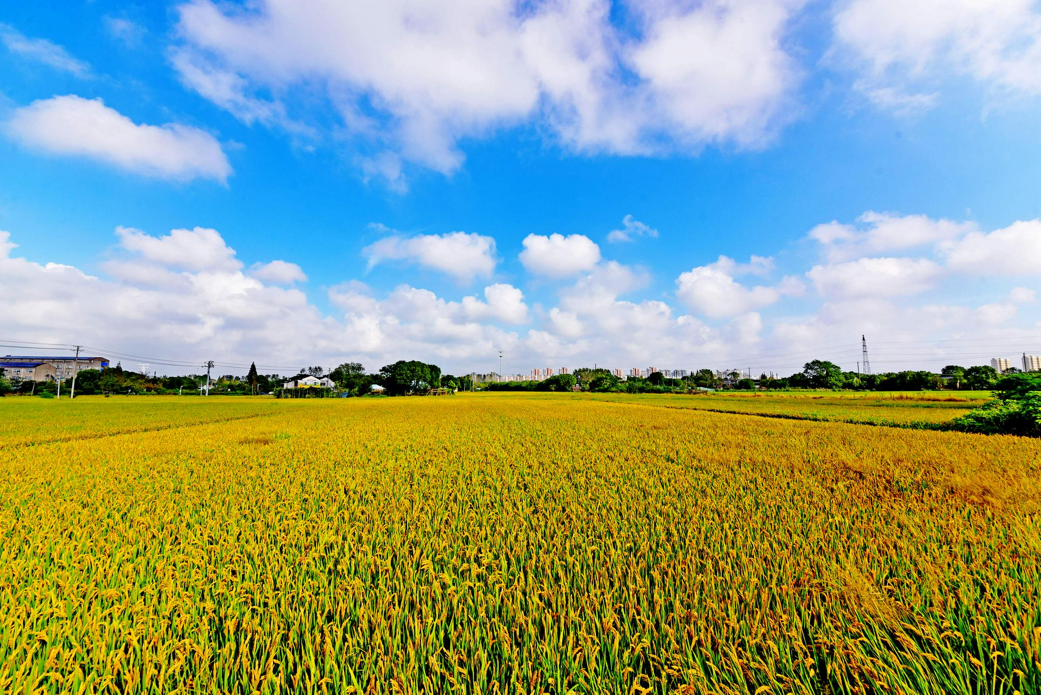 行摄锡山秋景图之——锡北篇,田园秋色.江苏省无锡市锡山区.