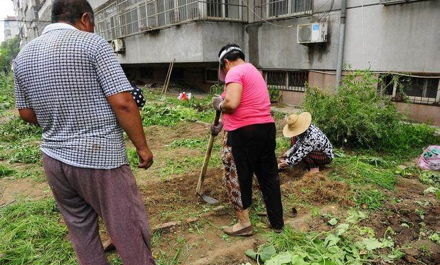 菜地|小区|大爷大妈_新浪新闻