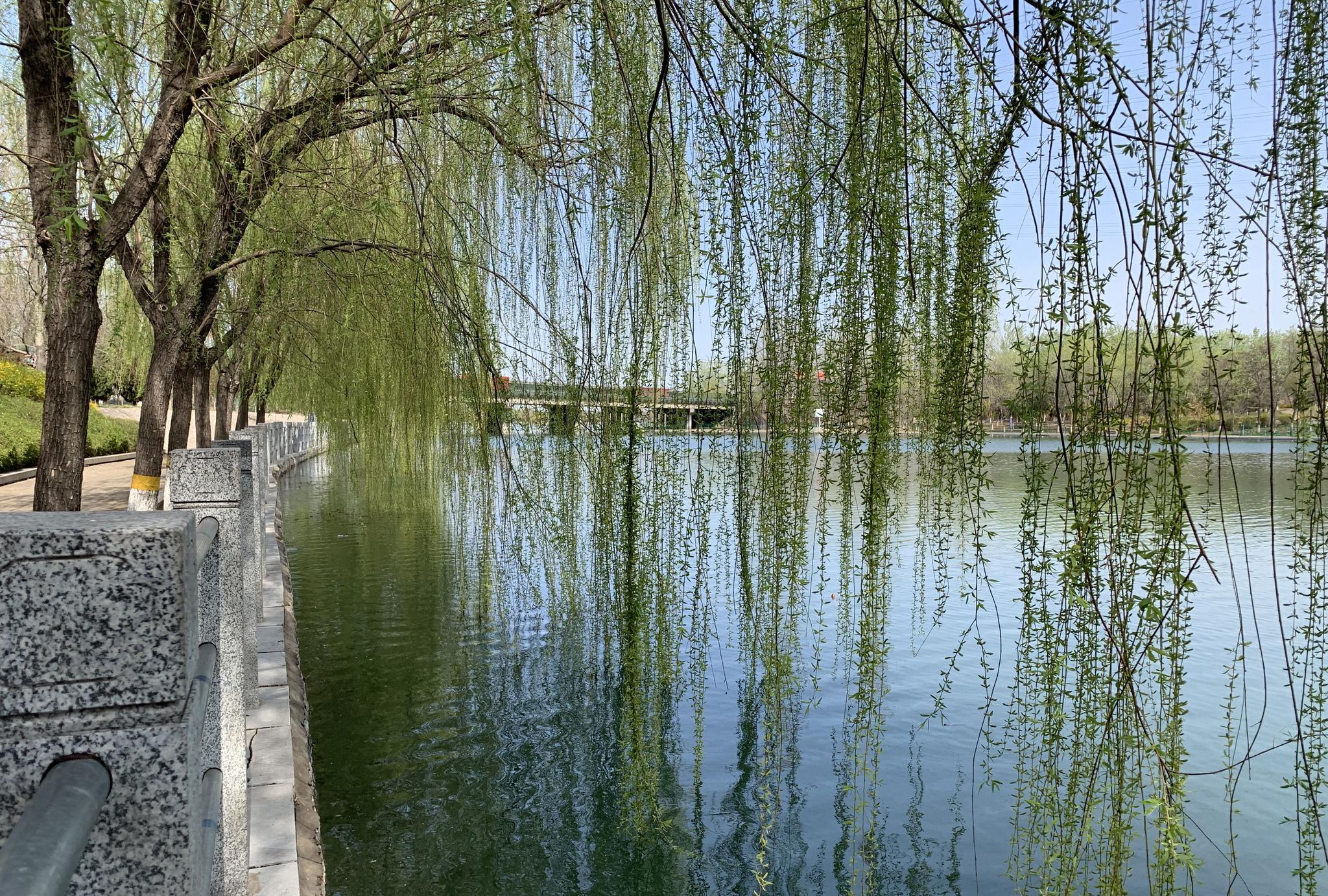 石家庄太平河畔风景美如画,这地方也叫岔河_高清图集_新浪网