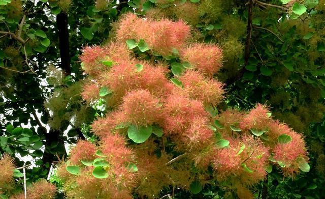 它被称为"烟树",又称"雾花",开花似烟雾,美丽又