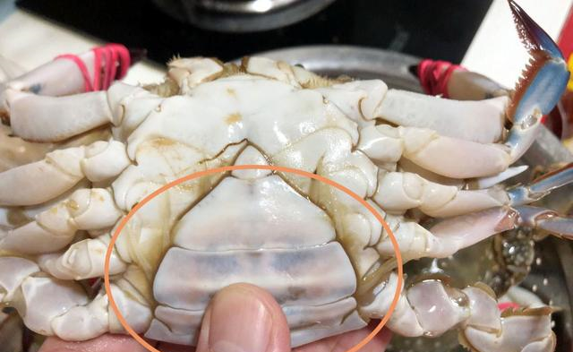 买梭子蟹,一定说出“这句话”,老板一听是懂行的,准拿肥蟹给你休闲区蓝鸢梦想 - Www.slyday.coM 买梭子蟹,一定说出“这句话”,老板一听是懂行的,准拿肥蟹给你休闲区蓝鸢梦想 - Www.slyday.coM