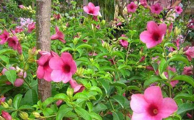 关于修愈乐的这个白蛋白蝉花虫草肽里加了哪些小分子的肽?