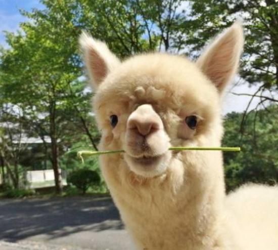 这是会吐口水的羊驼,我好喜欢它,我也想养一只了