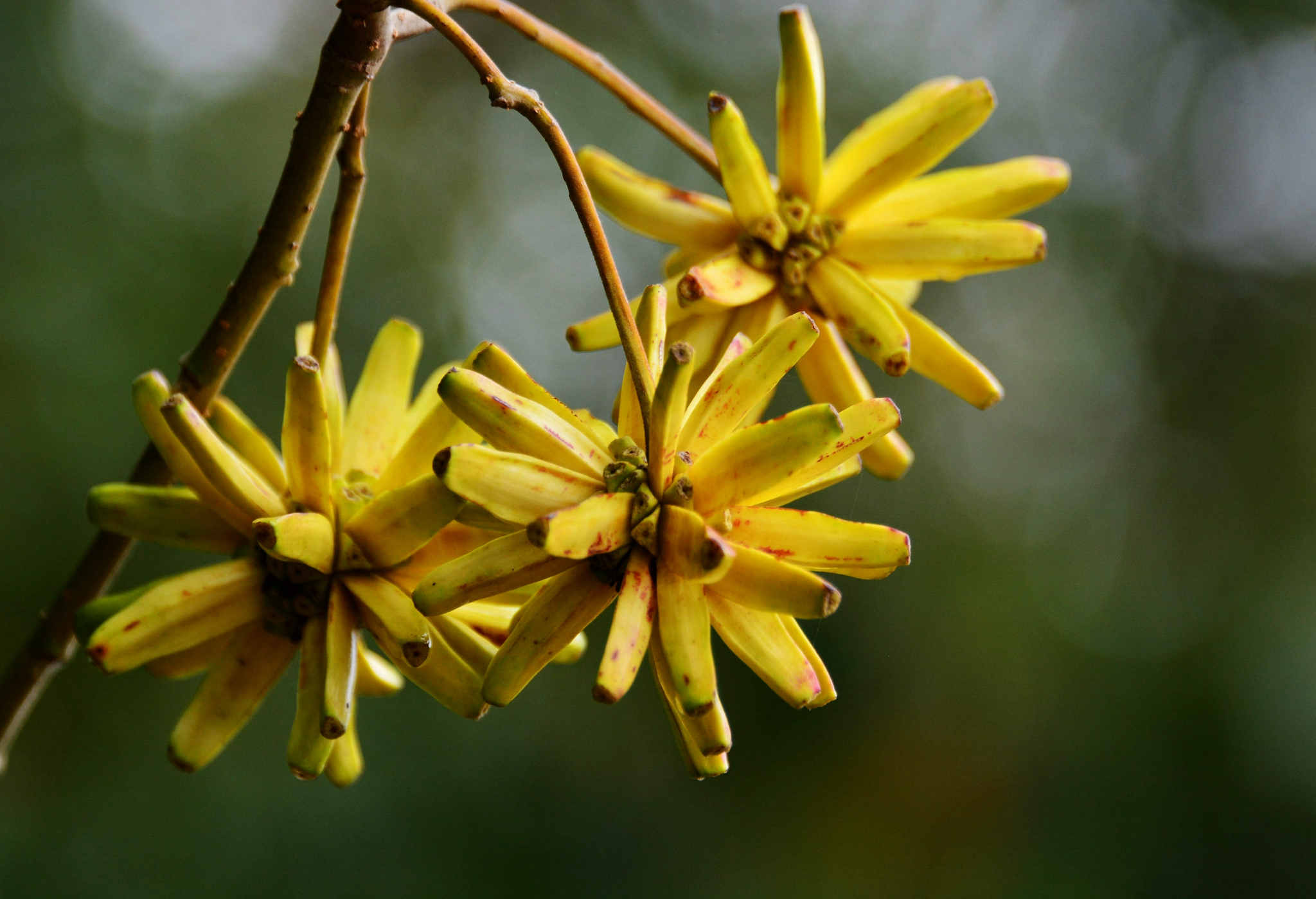 喜树果秋天成熟喜树有绿化观赏价值还是非常有价值的中药