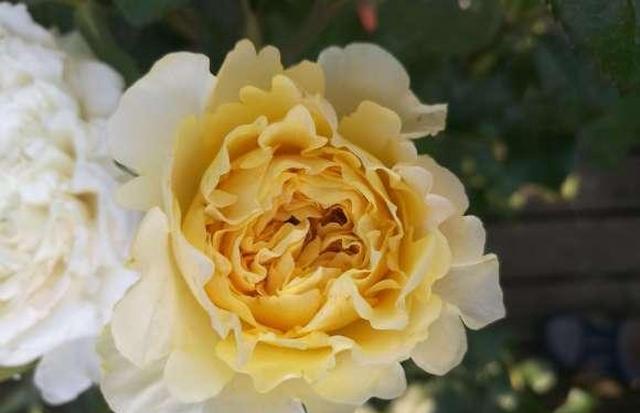 这花是个肥篓子 一年四季都得施肥 不然开花会很少 月季 施肥 根系 新浪新闻 这花是个肥篓子 一年四季都得施肥 不然开花会很少 月季 施肥 根系 新浪新闻