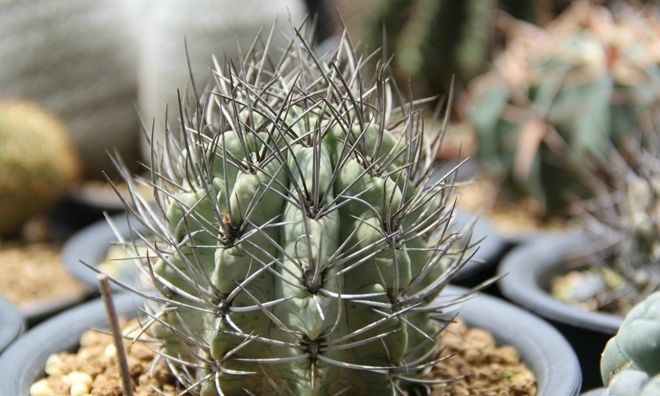 智利球属仙人球大合集,多肉大神的专门珍藏