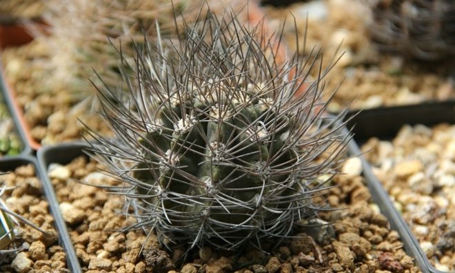 智利球属仙人球大合集,多肉大神的专门珍藏