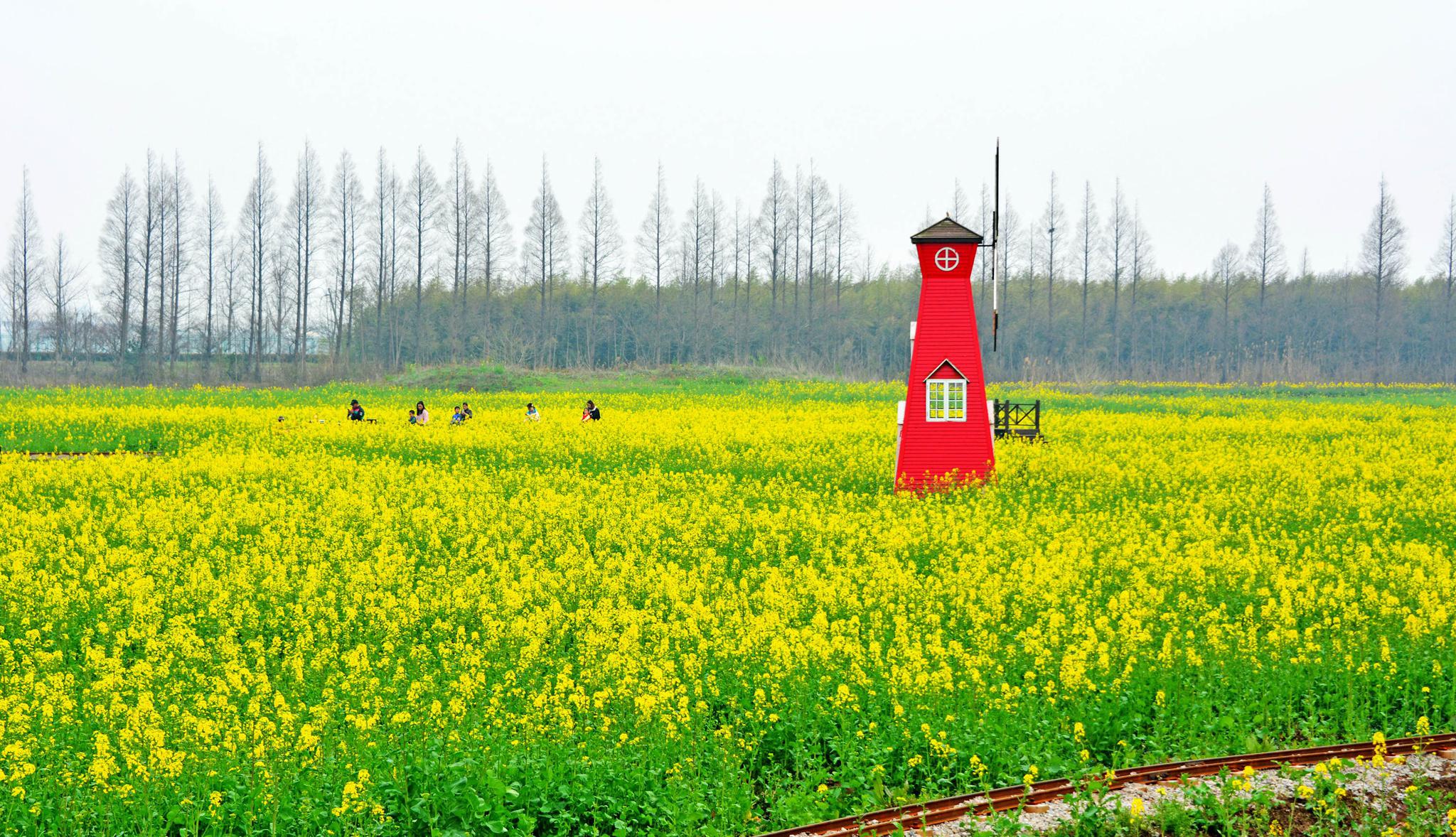 张家港常阴沙花海等你来