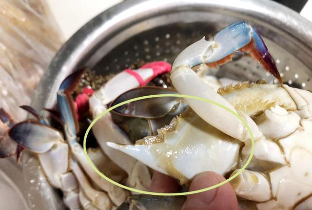 买梭子蟹,一定说出“这句话”,老板一听是懂行的,准拿肥蟹给你休闲区蓝鸢梦想 - Www.slyday.coM 买梭子蟹,一定说出“这句话”,老板一听是懂行的,准拿肥蟹给你休闲区蓝鸢梦想 - Www.slyday.coM