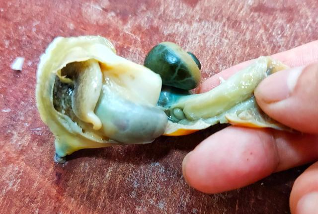 海螺到底哪个部位不能吃60岁老渔民告诉你答案记得收藏