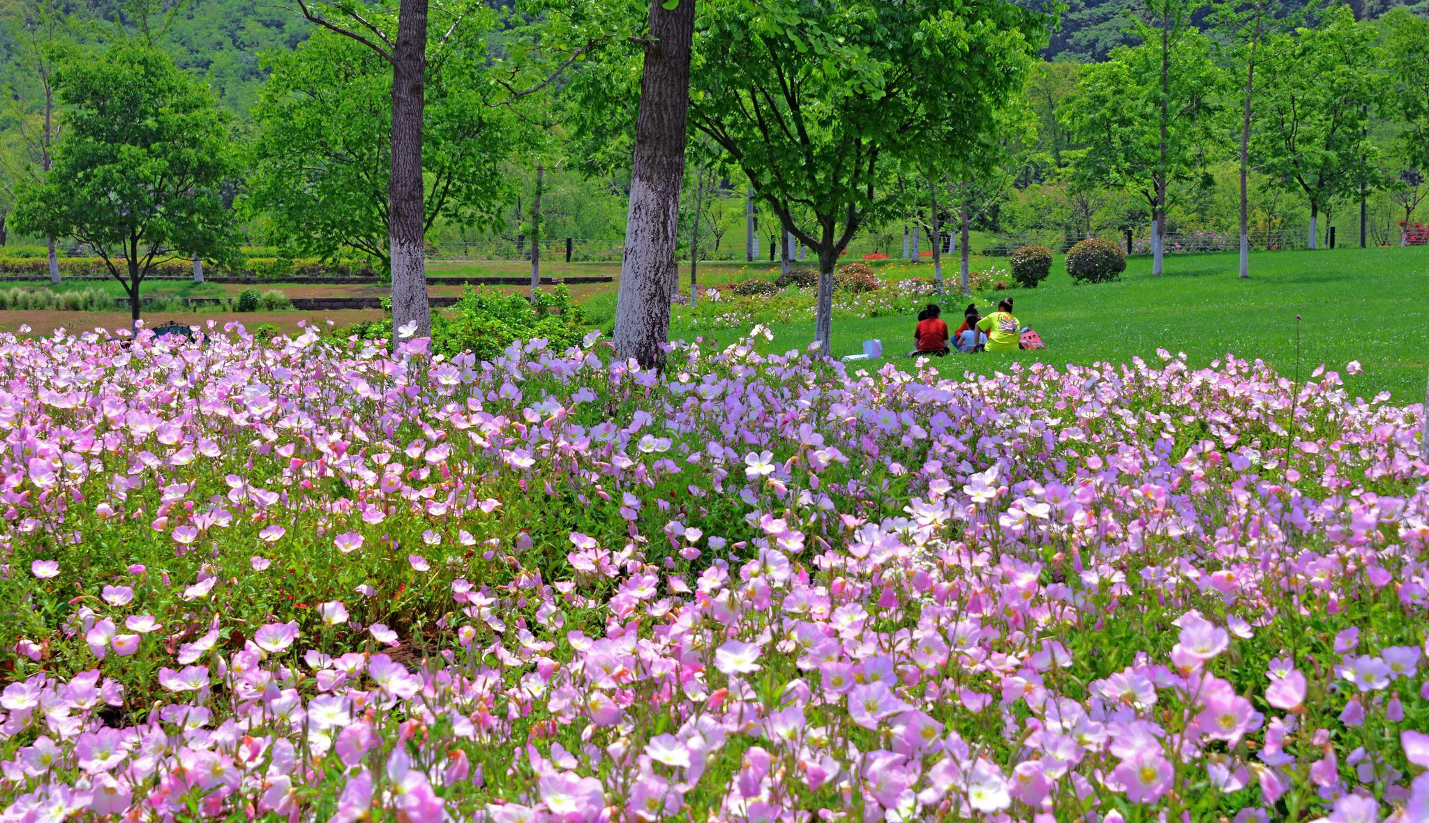 五月的鲜花盛开在原野上,无锡锡山安镇街道,翠屏山旅游度假区.