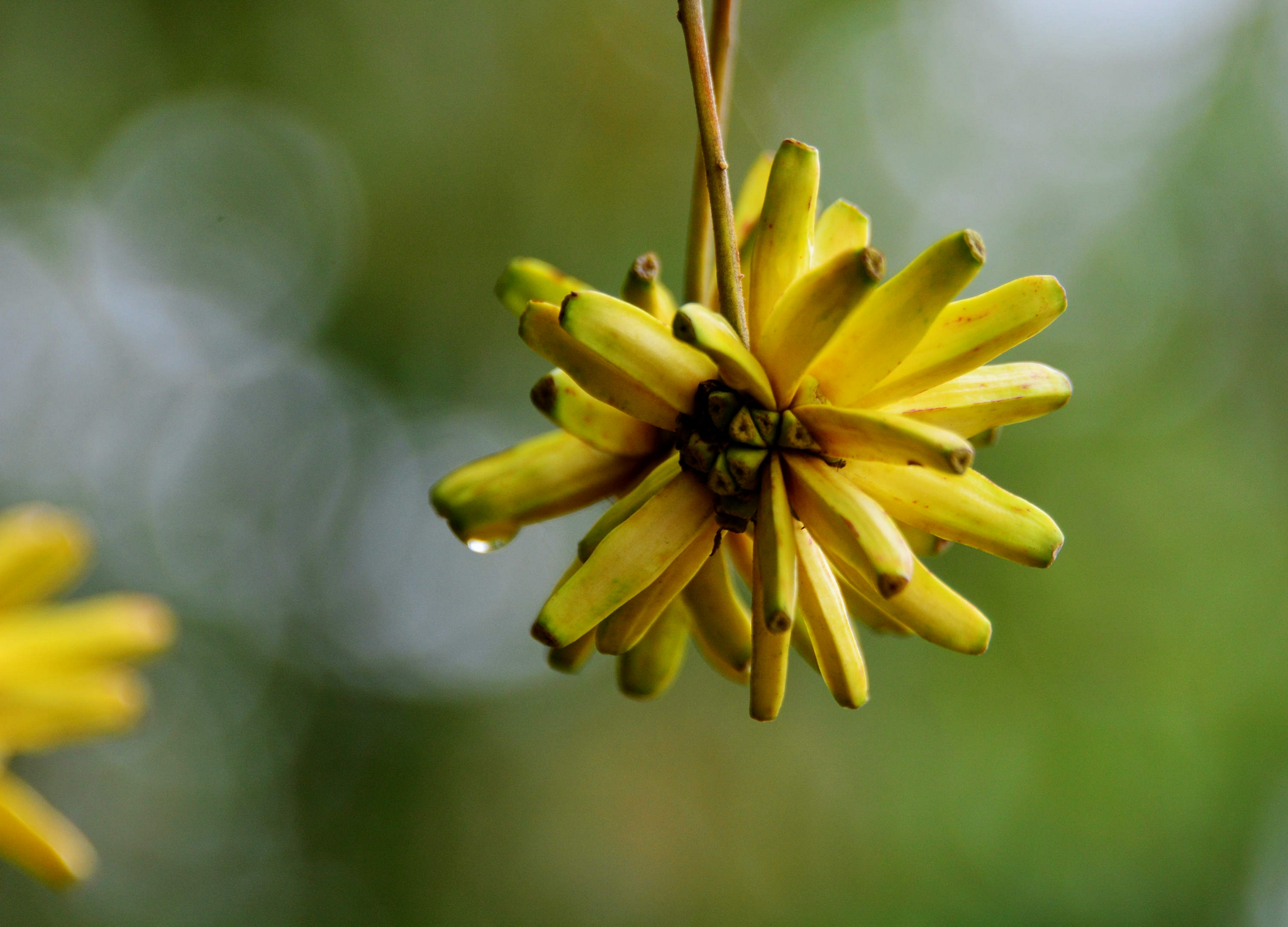 喜树果秋天成熟喜树有绿化观赏价值还是非常有价值的中药