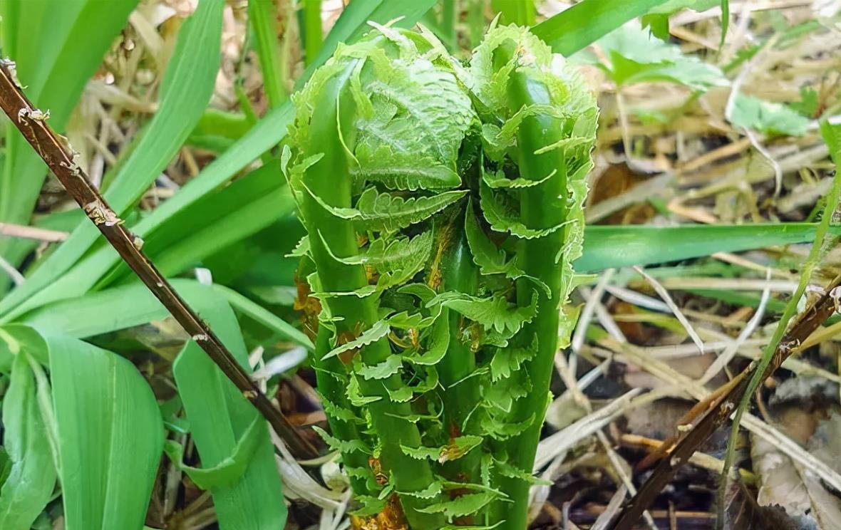 东北特产的山野菜,却取名叫"广东菜",吃起来有黄瓜香味|广东菜|山野菜