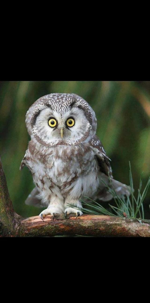 猫头鹰飞的时候为什么没有声音