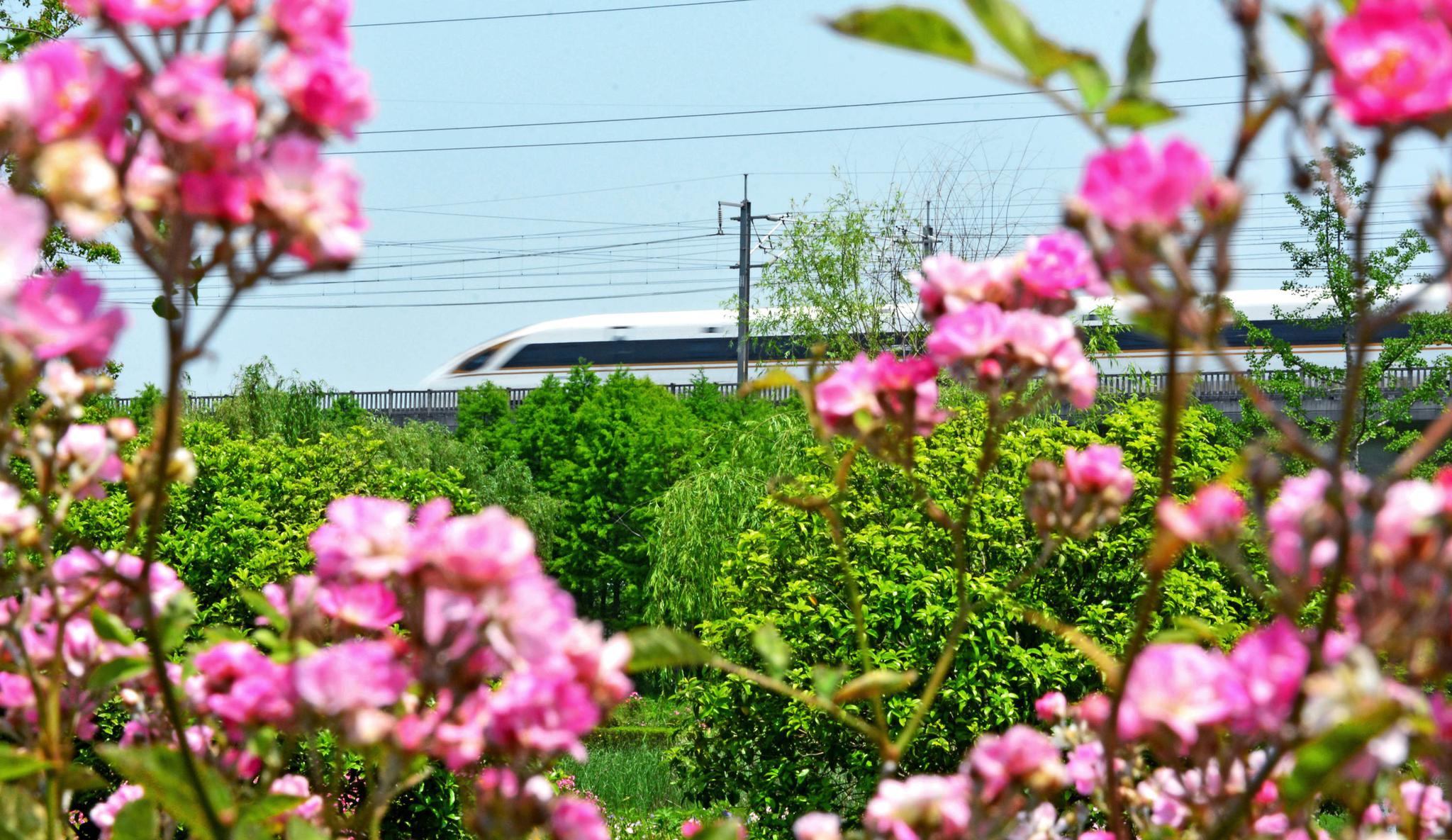 五月的鲜花盛开在原野上,无锡锡山安镇街道,翠屏山旅游度假区.