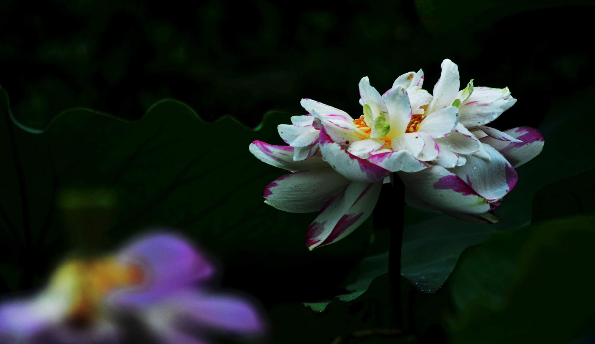 烟花雨后荷花艳,2021年07月27日,江苏无锡锡山区锡北镇斗山.