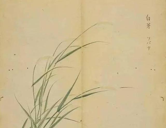 诗经|荇菜|飞蓬_新浪新闻