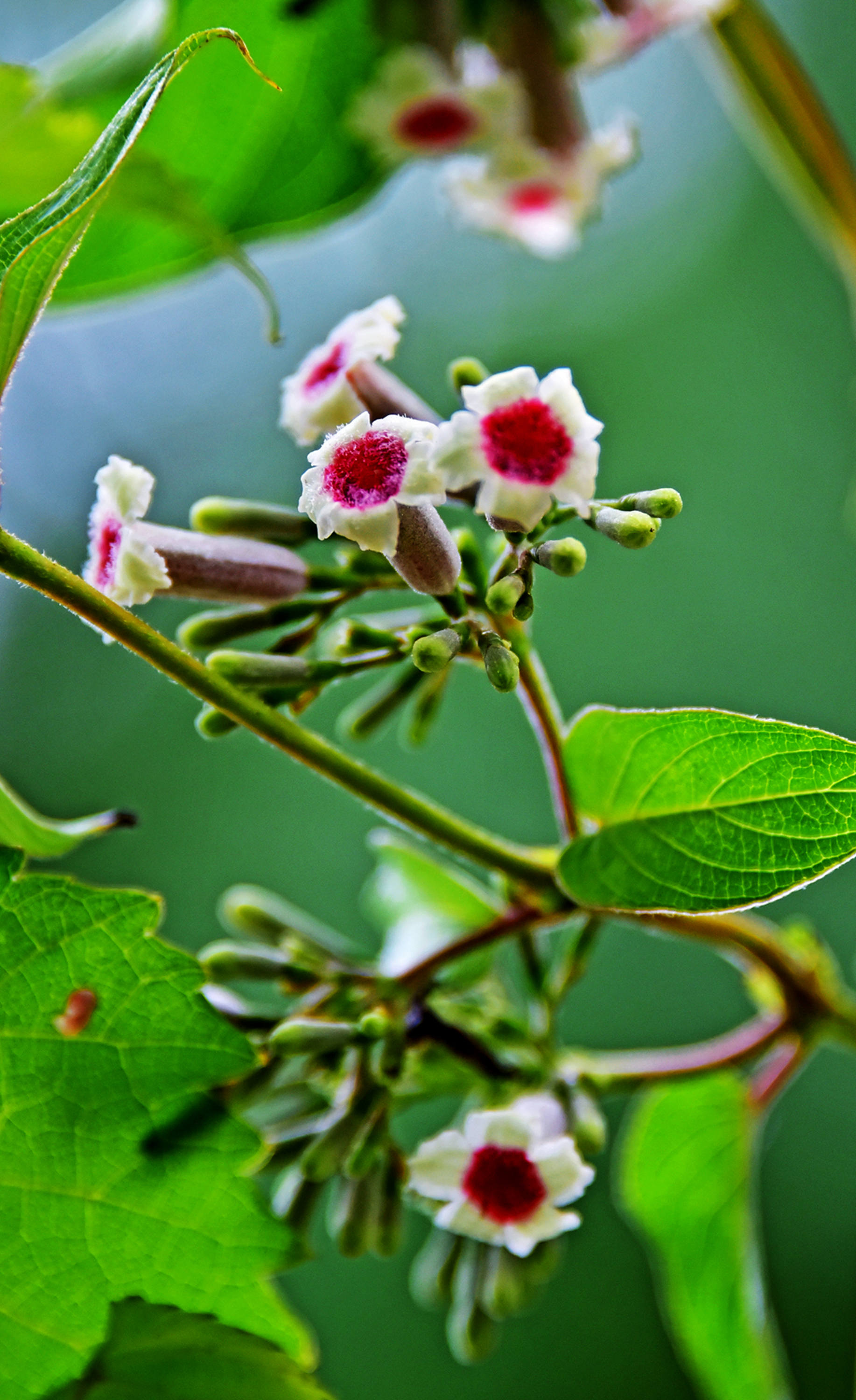 鸡屎藤,全株入药,是非常好的中草药.__财经头条