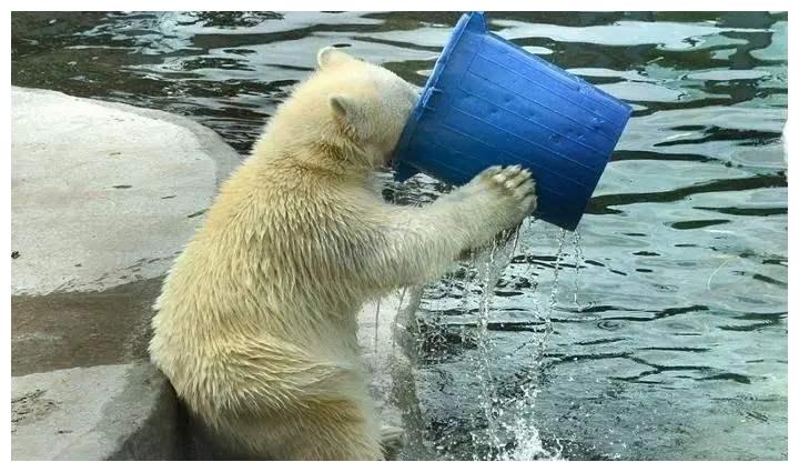 海水这么咸,不能直接喝,那海洋里的生物是怎么喝到淡水的?