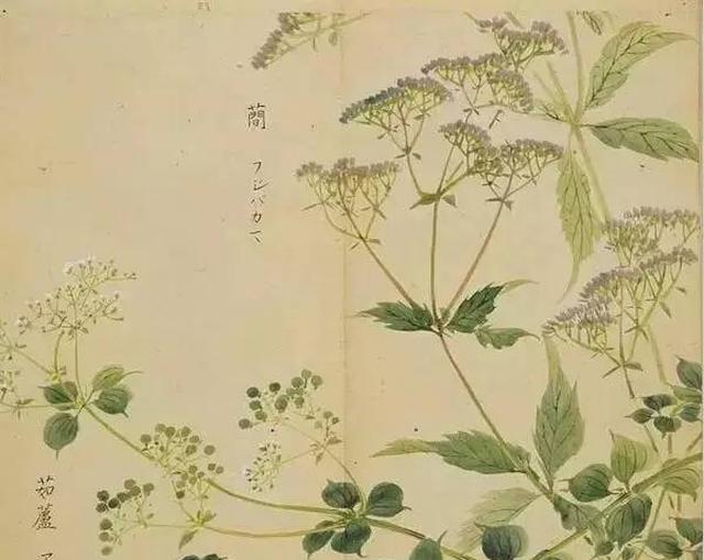 茜草(茹藘)茆:莼菜——《鲁颂.泮水》.
