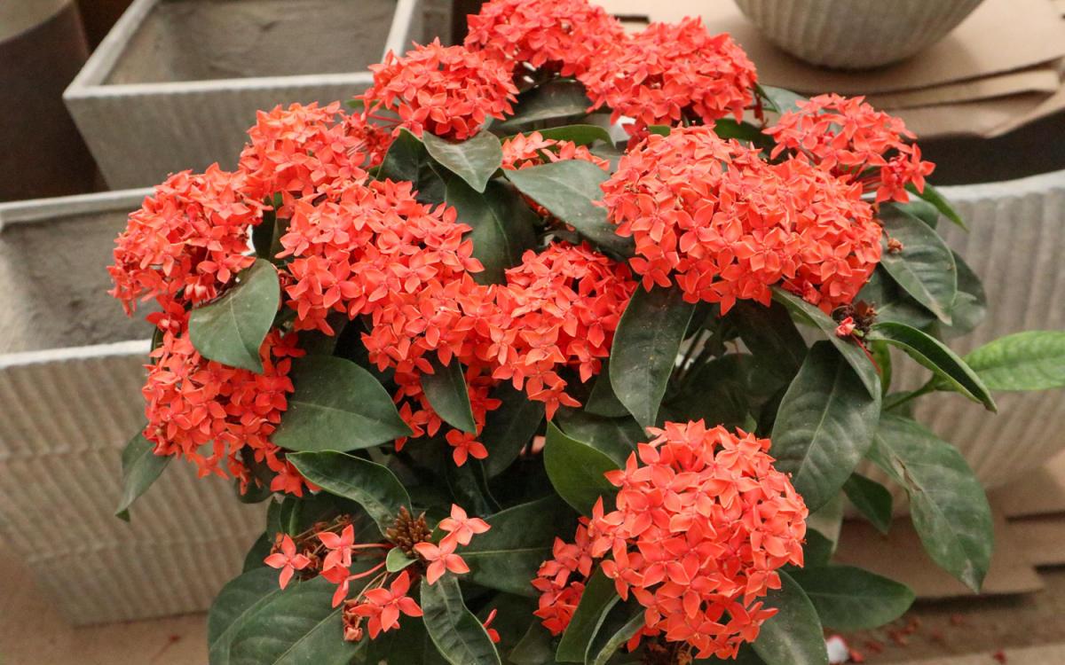 路边绿化带常见的花,居然都是国花,长知识了!_高清图集_新浪网