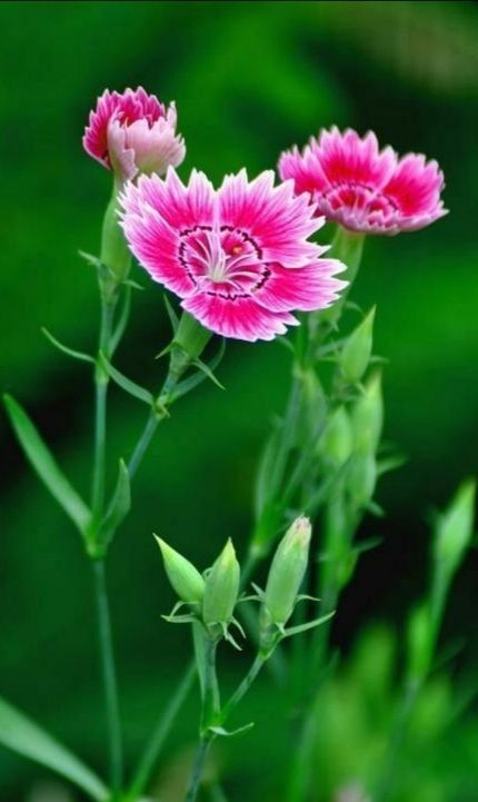 夏初观赏野外"石竹花"