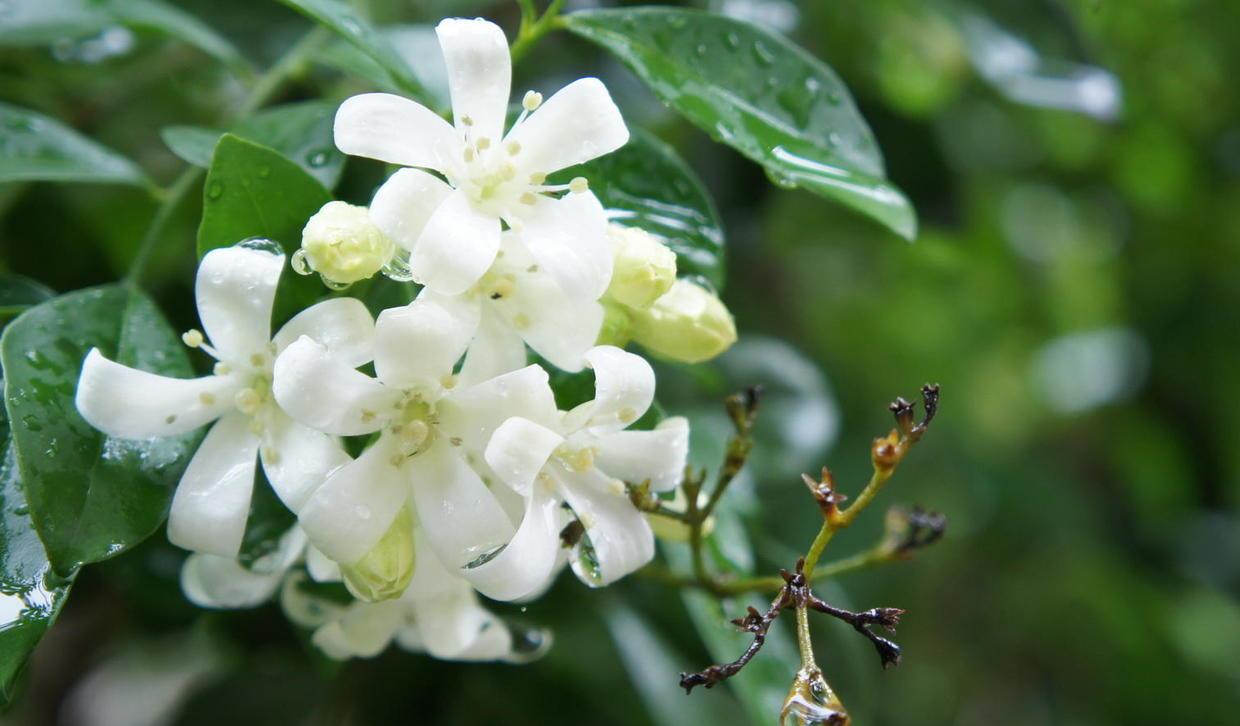 这4种香香花冬天爱开花哪种花最好闻最好养先看看养护难点吧