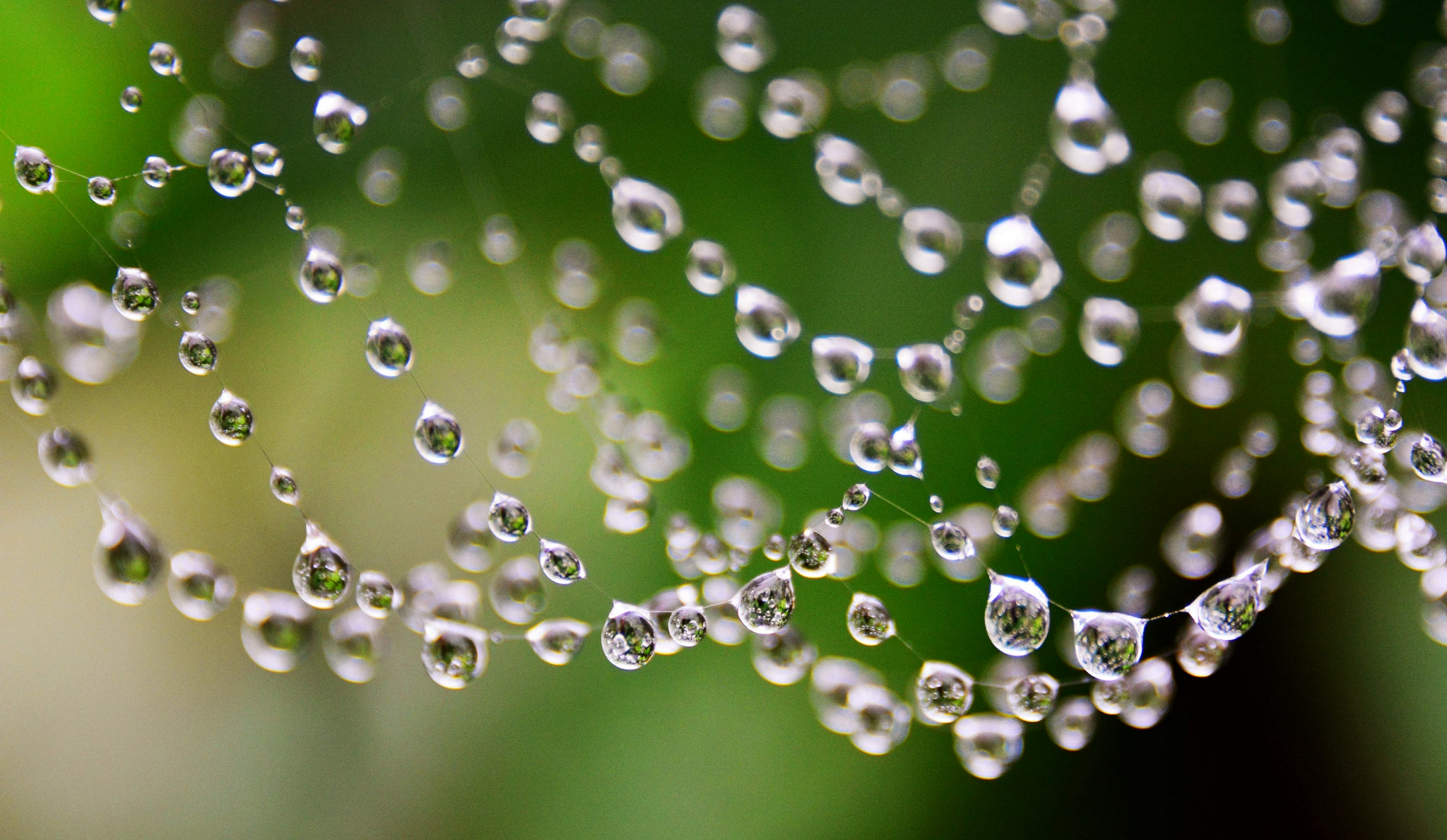 蛛网上的水珠2021年08月15日一天雨没停过蜘蛛网成了水珠网