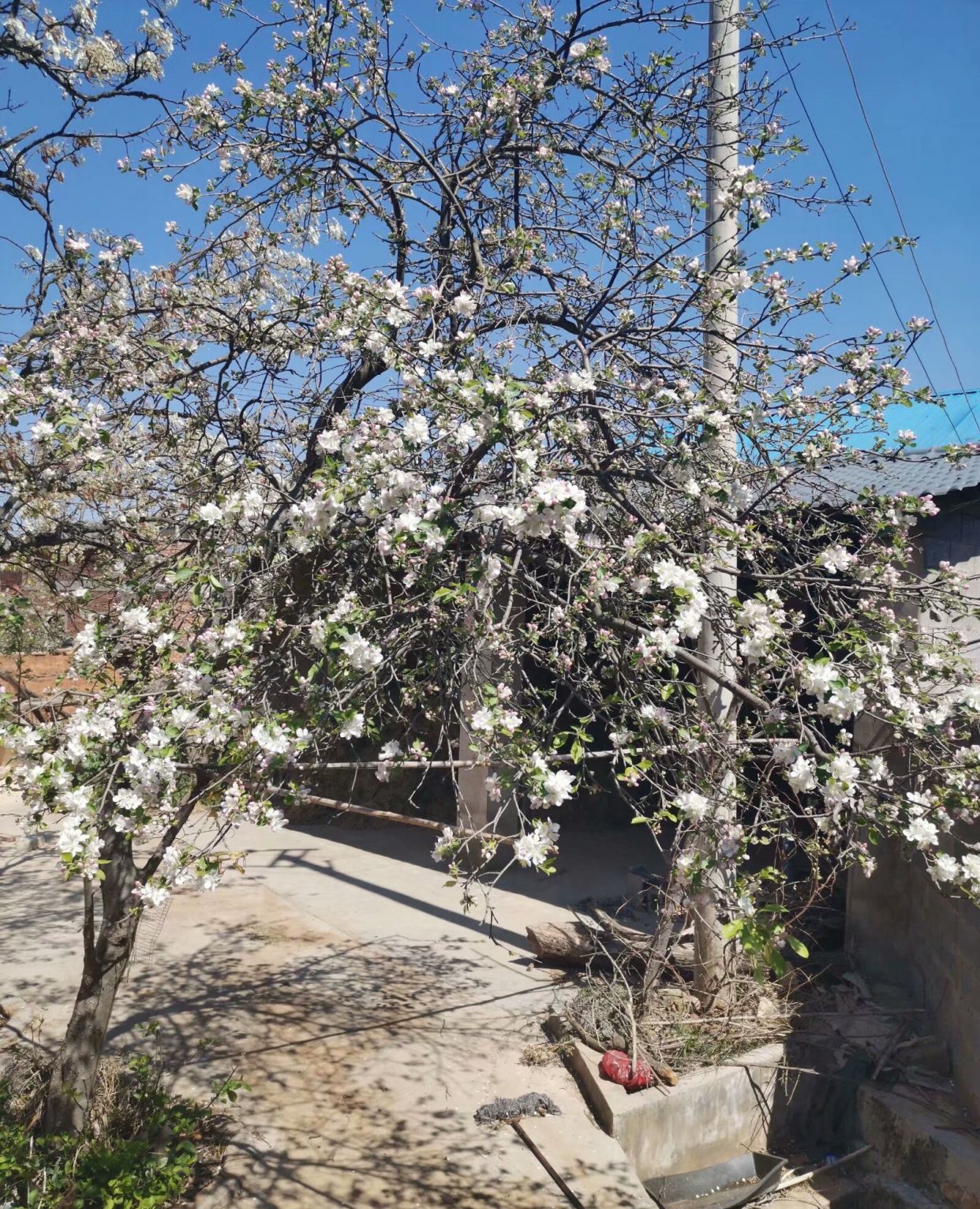 春天是美好的,山楂树的花开得娇艳,冰糖葫芦是儿时的最爱