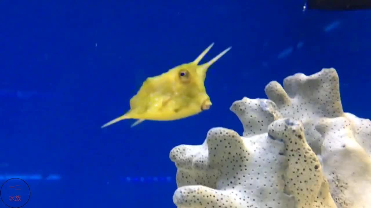 观赏鱼不开心就放毒,头上长犄角,身披剧毒甲,号称"天线宝宝"