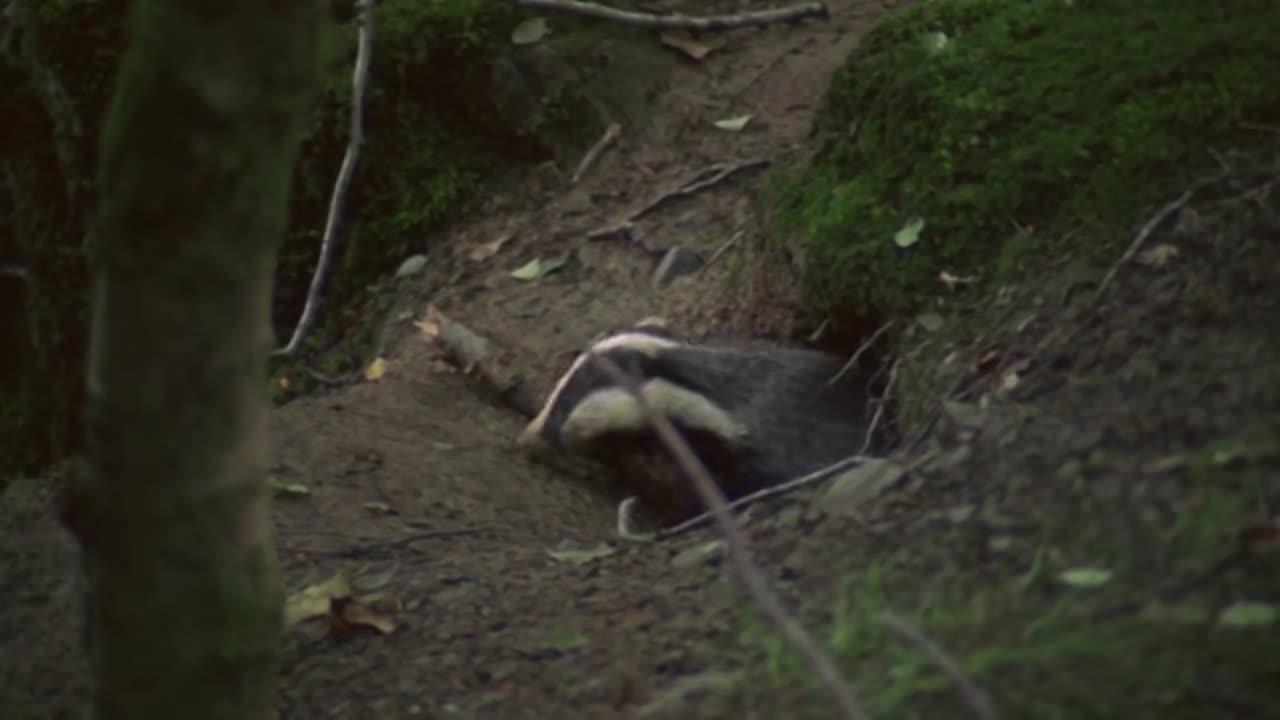 獾的地下洞穴就像迷宫,刨出的土壤就有数百吨,真是一个大工程|爆笑|经典|娱乐_新浪新闻