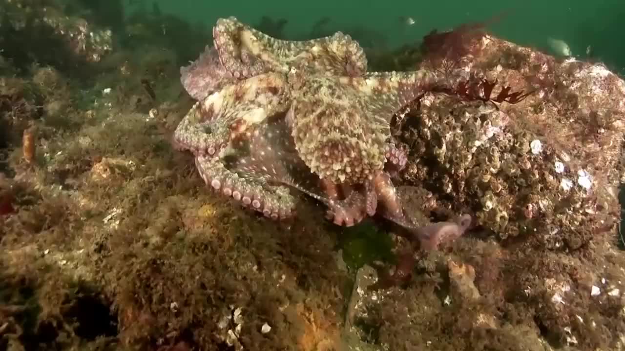 北太平洋巨型章鱼,捕食鲨鱼全过程,真是大开眼界
