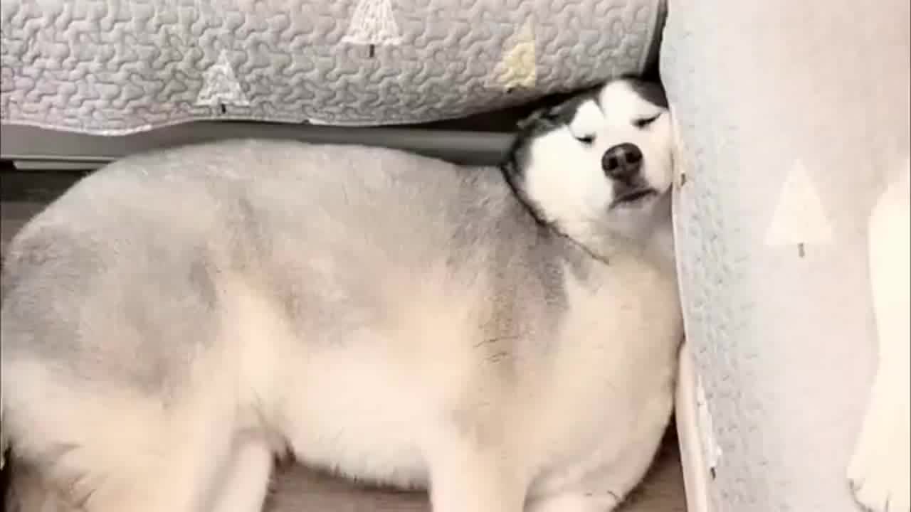 二哈这样睡觉它也不怕落枕各种奇葩睡姿太搞笑了