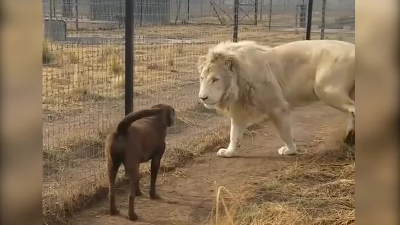 雄狮捞起狗狗的爪子亲了一下下一秒别笑狗狗转身就跑