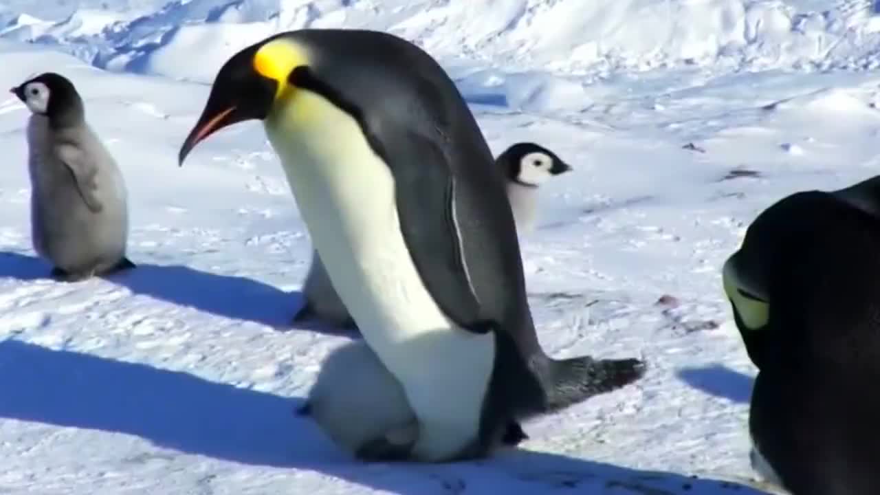 企鹅宝宝钻到爸爸的育儿袋里取暖然后就出现了非常搞笑的一幕