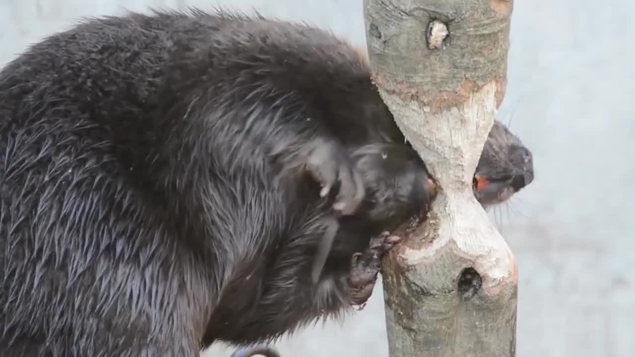 河狸咬断一棵树需要多久门齿犹如电锯让人叹服
