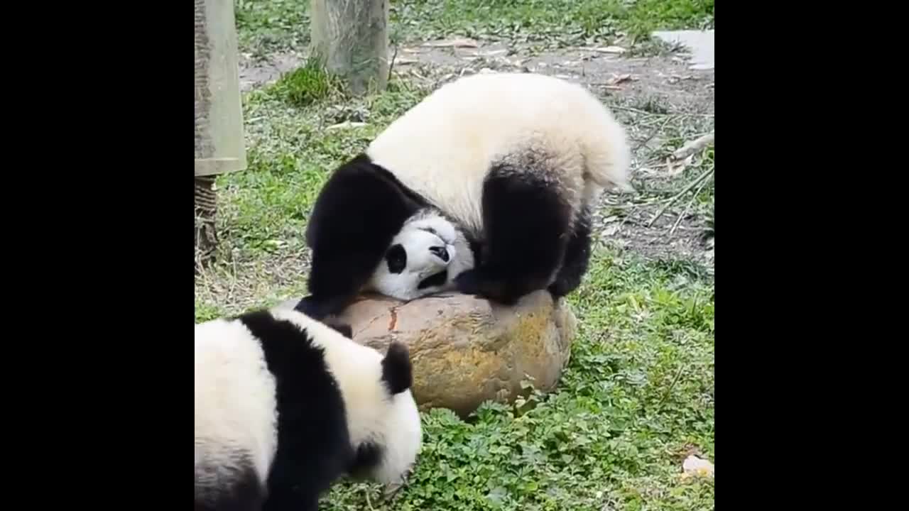 熊猫麻麻我翻跟斗给你你看看