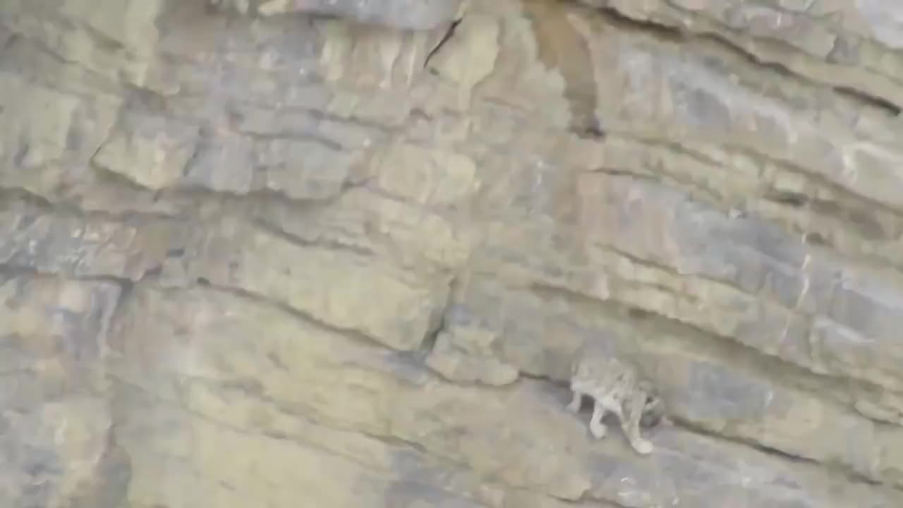 这只雪豹被困50米绝命悬崖，不料意外发生，镜头拍下惊险瞬间