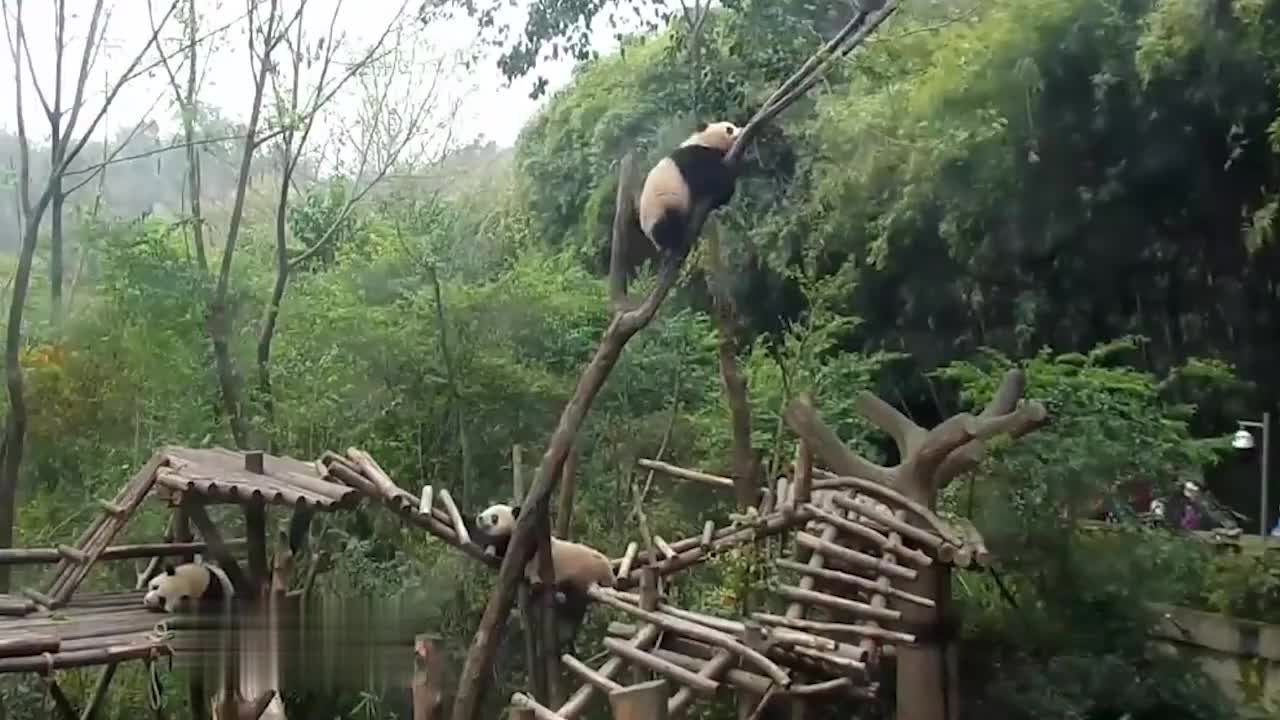 熊猫躲在门后想吓唬一下饲养员，不料门突然打开了，下秒憋住别笑