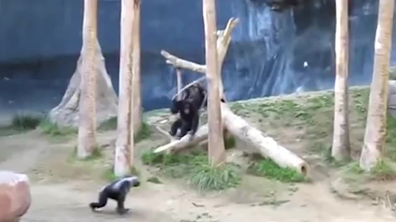 黑猩猩被欺负了,同伴抄起家伙就上前,棍法简直出神入化!