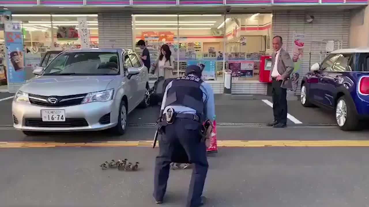 俄罗斯警察“封路”,只为了让一群野鸭过马路,太暖心了!