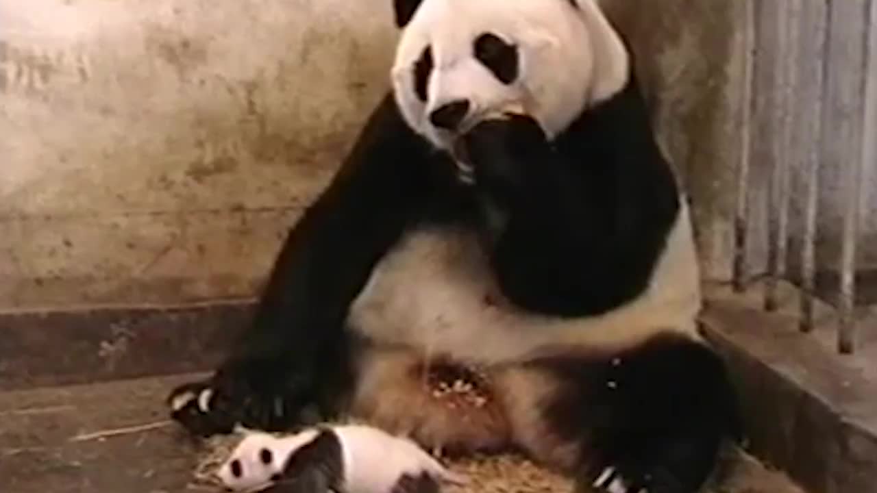 大熊猫表演吃苹果,不料被同伴一嘴吞了,镜头拍下搞笑过程!
